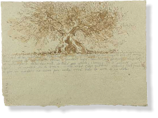 "De boom van de berg", 2009, tinta sobre papel, 19 x 26 cm