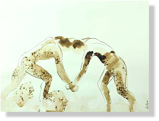"Luchadores 4", 2008, inkt op papier, 24 x 32 cm